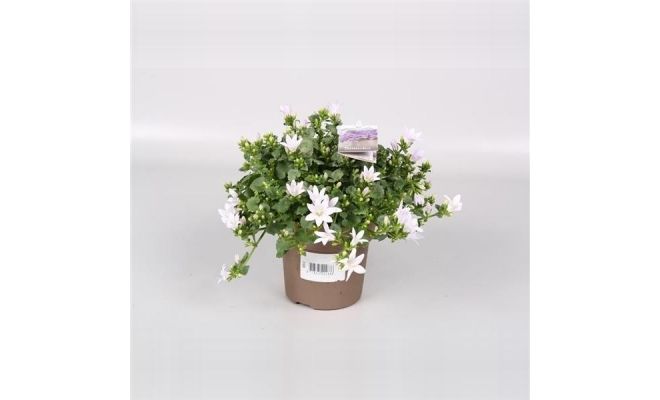 campanula licht roze p10.5