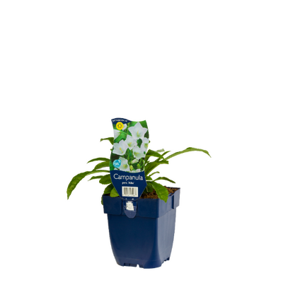 Campanula persicifolia Alba P11 - afbeelding 1