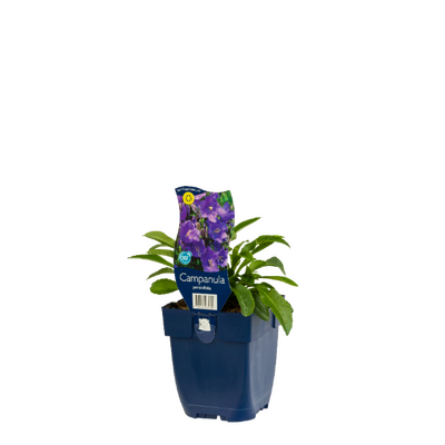 Campanula persicifolia P11 - afbeelding 1