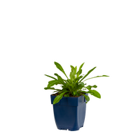 Campanula persicifolia P11 - afbeelding 2