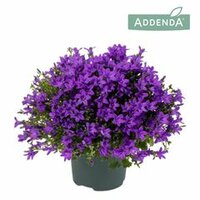 Campanula porten. 'Ambella In Purple, pot 12 cm, h 15 cm