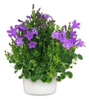 Campanula porten. 'Dark Take, pot 12 cm, h 20 cm