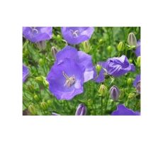 campanula porten porto blue of white, pot 12 cm - afbeelding 2