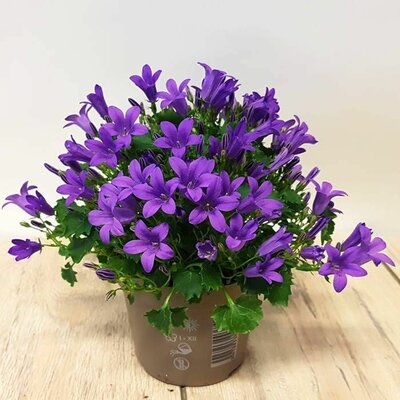 campanula porten porto blue of white, pot 12 cm - afbeelding 1
