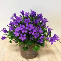 campanula porten porto blue of white, pot 12 cm - afbeelding 1