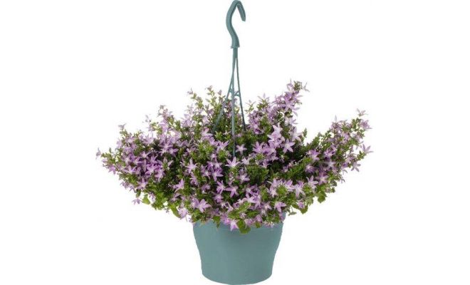 Campanula posch. 'Adansa Purple, hangpot 19 cm, h 35 cm