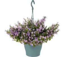 Campanula posch. 'Adansa Purple, hangpot 19 cm, h 35 cm