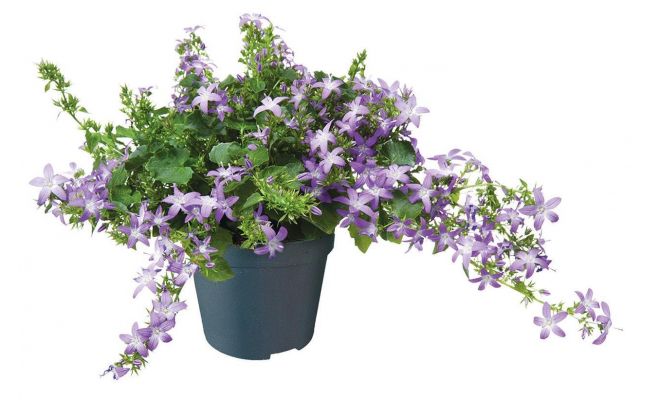 Campanula posch. 'Adansa Purple, pot 12 cm, h 25 cm