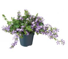 Campanula posch. 'Adansa Purple, pot 12 cm, h 25 cm