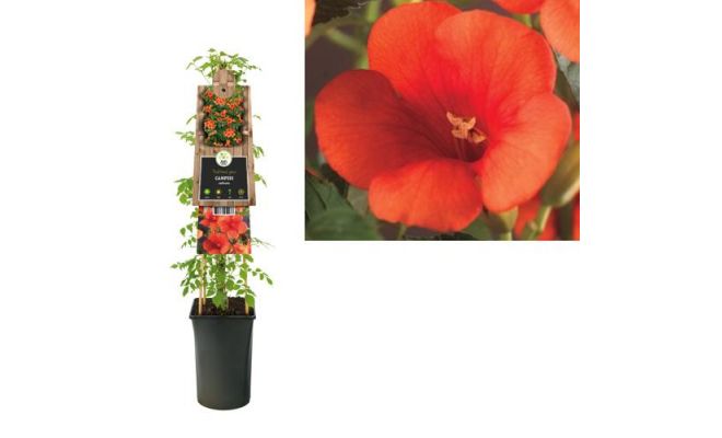 Campsis radicans, klimplant in pot - afbeelding 1