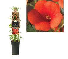 Campsis radicans, klimplant in pot - afbeelding 1