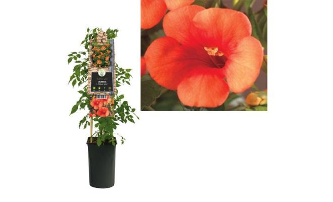 Campsis t. 'Madame Galen, klimplant in pot