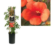 Campsis t. 'Madame Galen, klimplant in pot