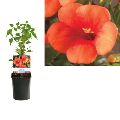 Campsis tagliabuana Madame Galen LS, pot 13 cm, h 60 cm