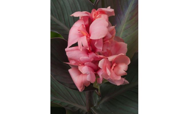 Canna Pink  P18 - afbeelding 1