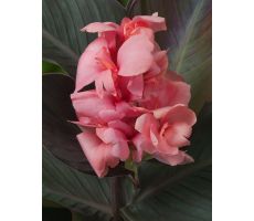 Canna Pink  P18 - afbeelding 1