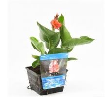 Canna Pink  P18 - afbeelding 2