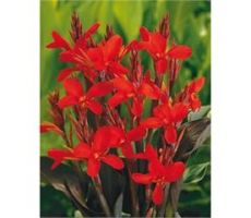 Canna red
