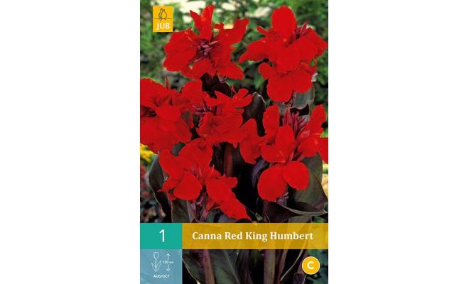 Canna red king humbert 1st - afbeelding 1