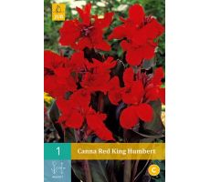 Canna red king humbert 1st - afbeelding 1