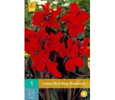 Canna red king humbert 1st - afbeelding 2