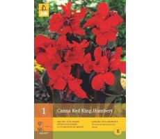 Canna red king humbert 1st - afbeelding 4