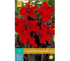 Canna red king humbert 1st - afbeelding 3