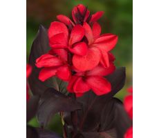 Canna Red  P18 - afbeelding 2