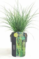 Carex brunnea Magic Green, pot 17 cm, h 40 cm - afbeelding 3