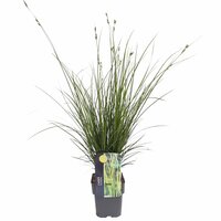 Carex brunnea Magic Green, pot 17 cm, h 40 cm - afbeelding 1