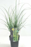 Carex brunnea Magic Green, pot 17 cm, h 40 cm - afbeelding 2