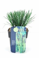 Carex brunnea Magic Green, pot 17 cm, h 40 cm - afbeelding 4