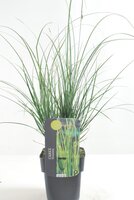 Carex brunnea Magic Green, pot 17 cm, h 40 cm - afbeelding 5