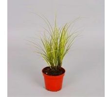 Carex Brunnea Variegata