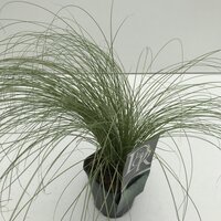 Carex comans 'Frosted Curls' pot 13, h 25 cm - afbeelding 1