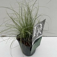 Carex comans 'Frosted Curls' pot 13, h 25 cm - afbeelding 2