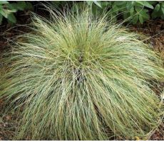 Carex comans 'Frosted Curls' pot 13, h 25 cm - afbeelding 3
