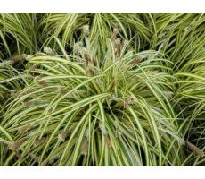 Carex Everglow