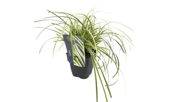 Carex Feather Falls, pot 17 cm, h 45 cm - afbeelding 1