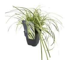 Carex Feather Falls, pot 17 cm, h 45 cm - afbeelding 1