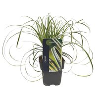 Carex Feather Falls, pot 17 cm, h 45 cm - afbeelding 2