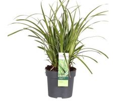 Carex Irish Green, pot 14 cm, h 30 cm