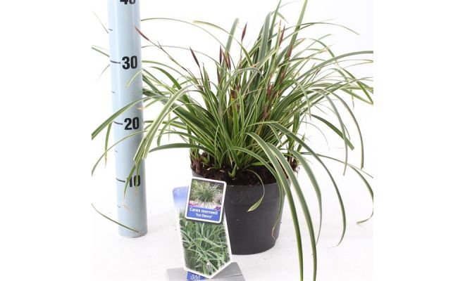 Carex morrowii 'Ice Dance, pot 17 cm, h 40 cm