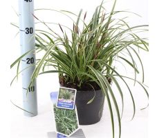 Carex morrowii 'Ice Dance, pot 17 cm, h 40 cm