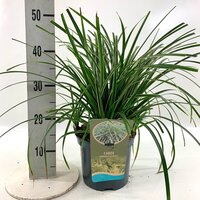 Carex morrowii Ice Dance, pot 17 cm, h 40 cm - afbeelding 2