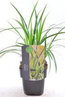 Carex morrowii Ice Dance, pot 17 cm, h 40 cm - afbeelding 2