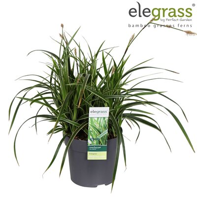 Carex morrowii 'Ice Dance' potmaat 17cm - afbeelding 1