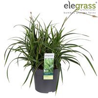 Carex morrowii 'Ice Dance' potmaat 17cm - afbeelding 1
