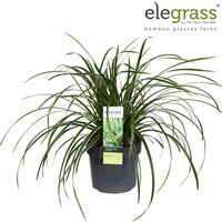 Carex morrowii 'Ice Dance' potmaat 17cm - afbeelding 2