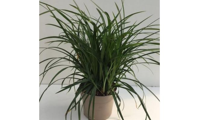 Carex Morrowii Irish Green, pot 17 cm